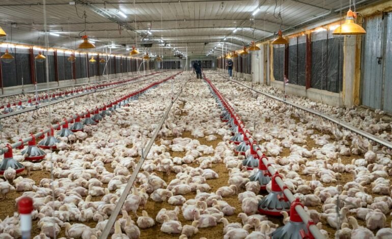 Avicultores garantizan abastecimiento y estabilidad de precios pese a crisis internacional