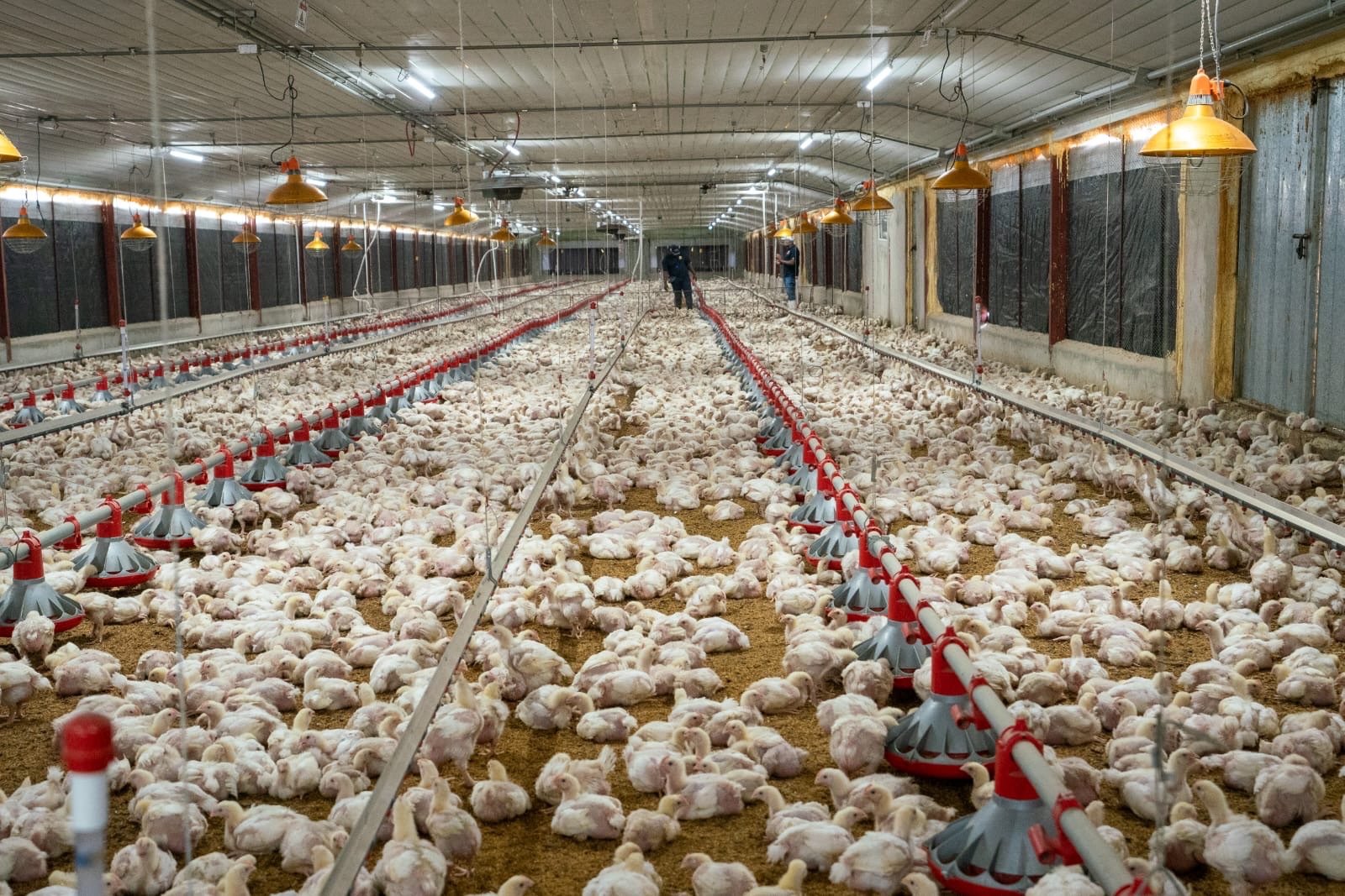 Avicultores garantizan abastecimiento y estabilidad de precios pese a crisis internacional
