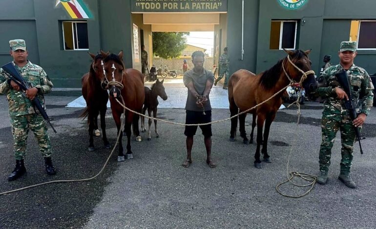 Ejército recupera animales robados localizados con drones en Dajabón