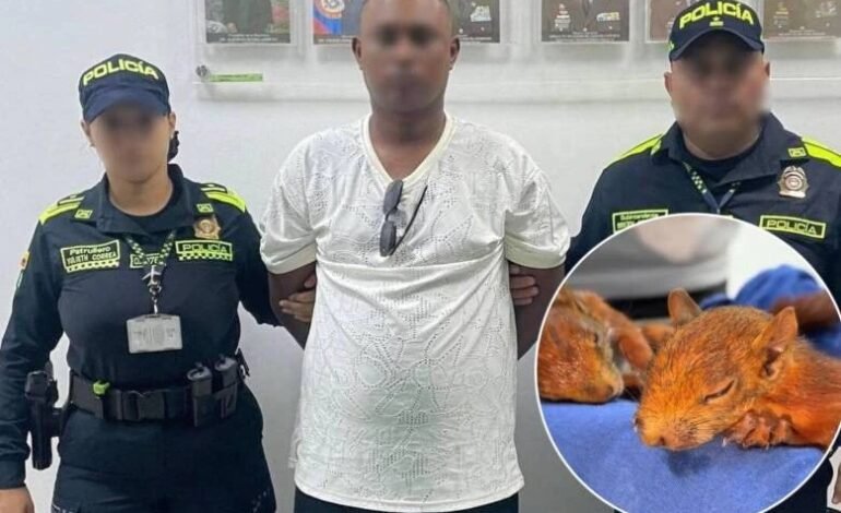 Capturan a hombre que intentaba viajar a RD con dos ardillas ocultas en sus genitales
