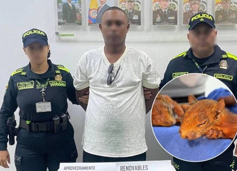 Capturan a hombre que intentaba viajar a RD con dos ardillas ocultas en sus genitales