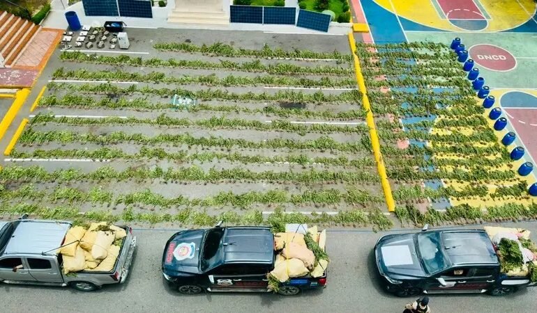 DNCD desmantela cultivo de marihuana en San José de Ocoa y arresta a tres personas