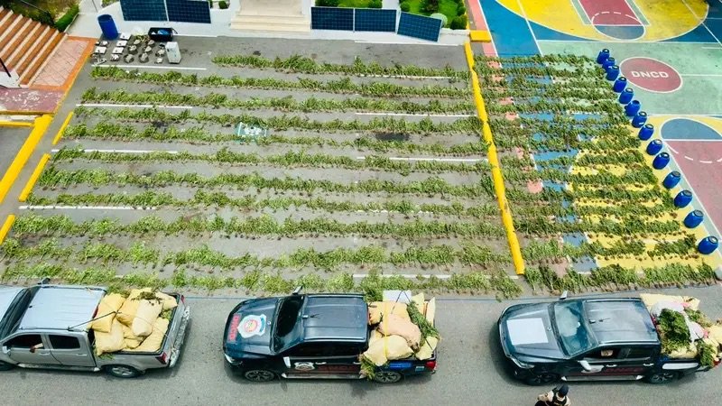 DNCD desmantela cultivo de marihuana en San José de Ocoa y arresta a tres personas