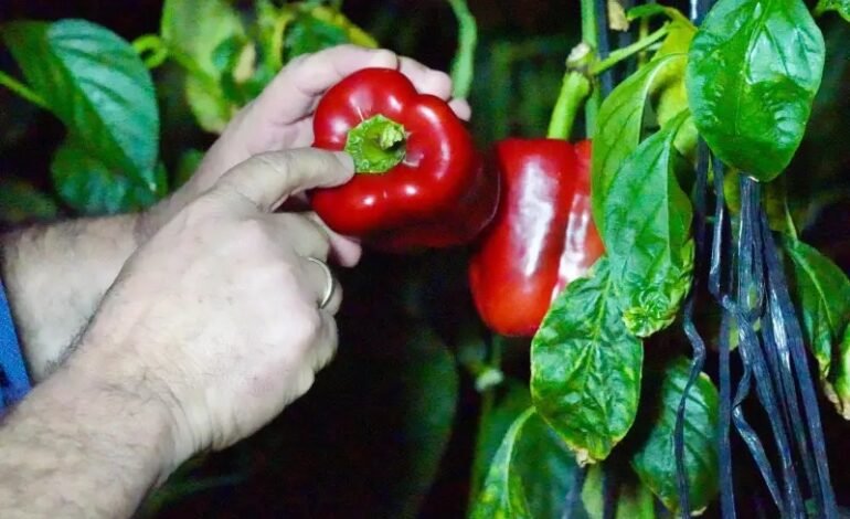Producción agropecuaria dominicana alcanzó en 2025 sus mayores niveles históricos