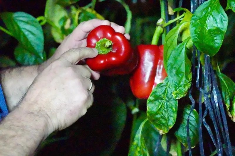 Producción agropecuaria dominicana alcanzó en 2025 sus mayores niveles históricos