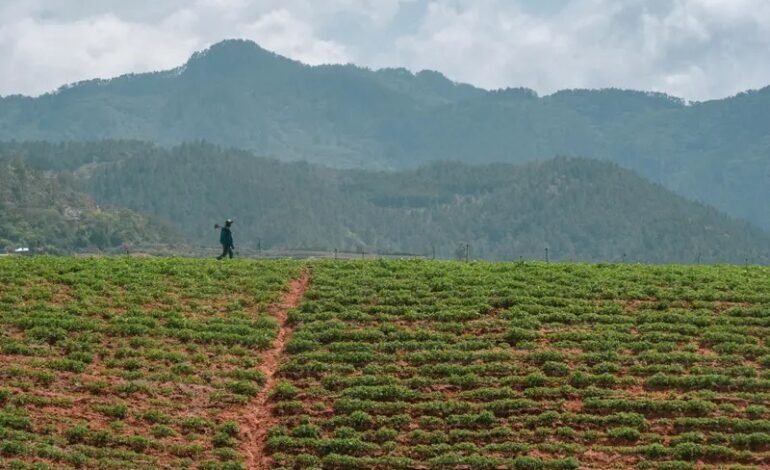 Productores de Constanza valoran positivamente apoyo del Gobierno