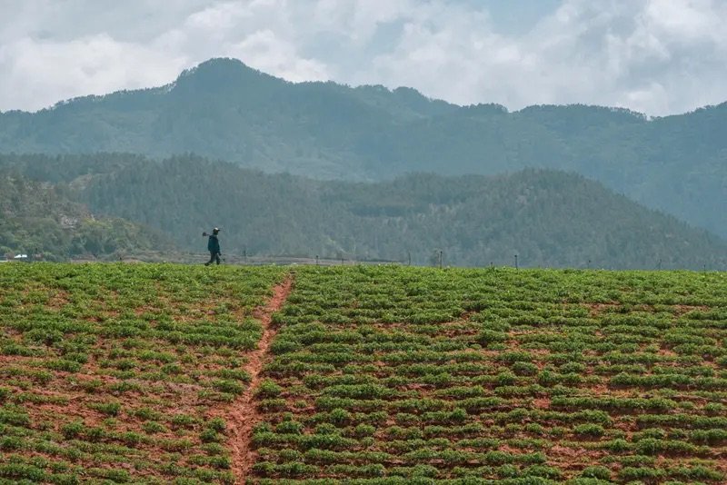 Productores de Constanza valoran positivamente apoyo del Gobierno