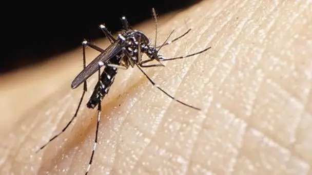 Continuan en aumento los casos de Dengue