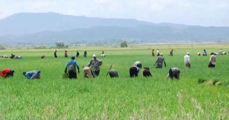 Abinader pone el arroz sobre la mesa en sus negociaciones con Estados Unidos