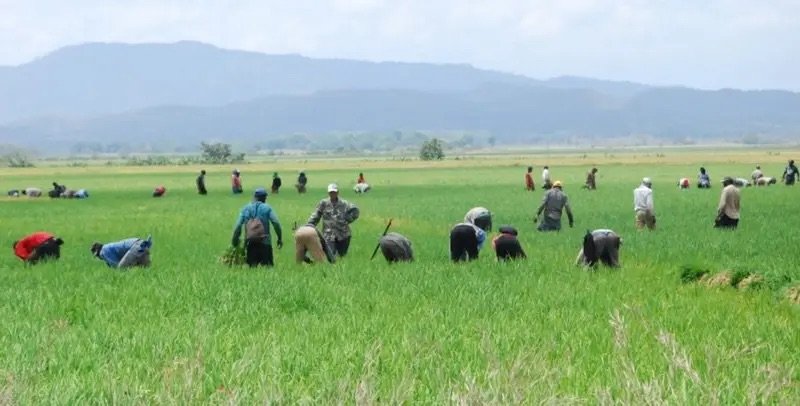 Abinader pone el arroz sobre la mesa en sus negociaciones con Estados Unidos