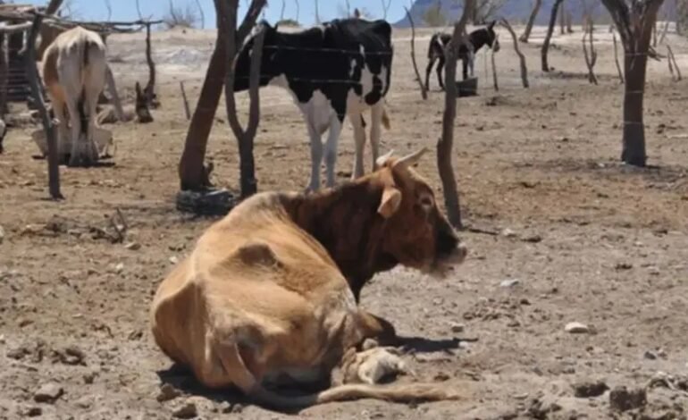 El Niño agrava sequía y dispara crisis alimentaria en Centroamérica