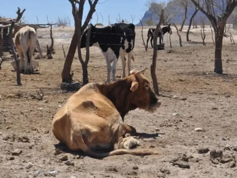 El Niño agrava sequía y dispara crisis alimentaria en Centroamérica