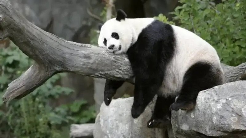 China reanuda la «diplomacia del panda» con EE. UU. en la visita de Xi Jinping