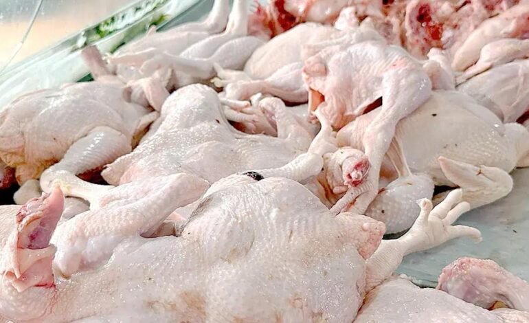 Producción nacional fortalece la oferta y favorece precios del pollo desde RD$70 y RD$85