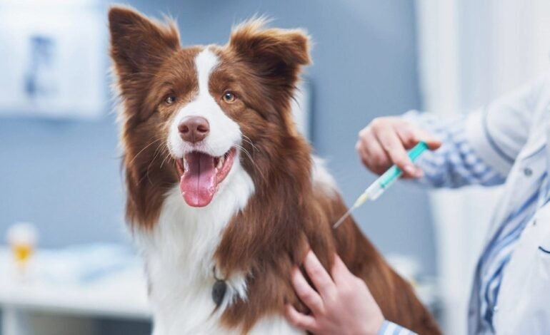 Dónde vacunar a tus mascotas en la Jornada Nacional de Vacunación Antirrábica&nbsp;Canina y Felina 2026