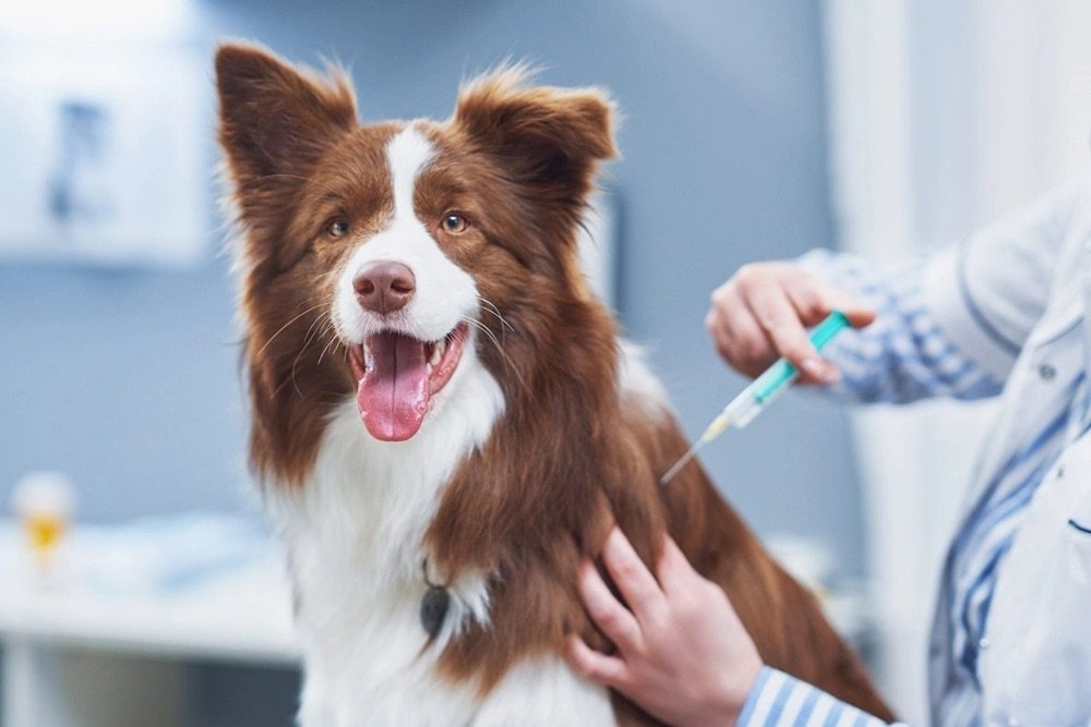 Dónde vacunar a tus mascotas en la Jornada Nacional de Vacunación Antirrábica&nbsp;Canina y Felina 2026