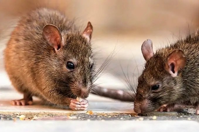 RD presenta aumento de casos de leptospirosis; 276 contagios y 20 muertes en lo que va del 2026