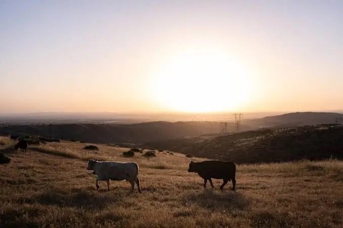 Denuncian el robo de caballos, mulos, vacas, cerdos y bueyes en Ocoa